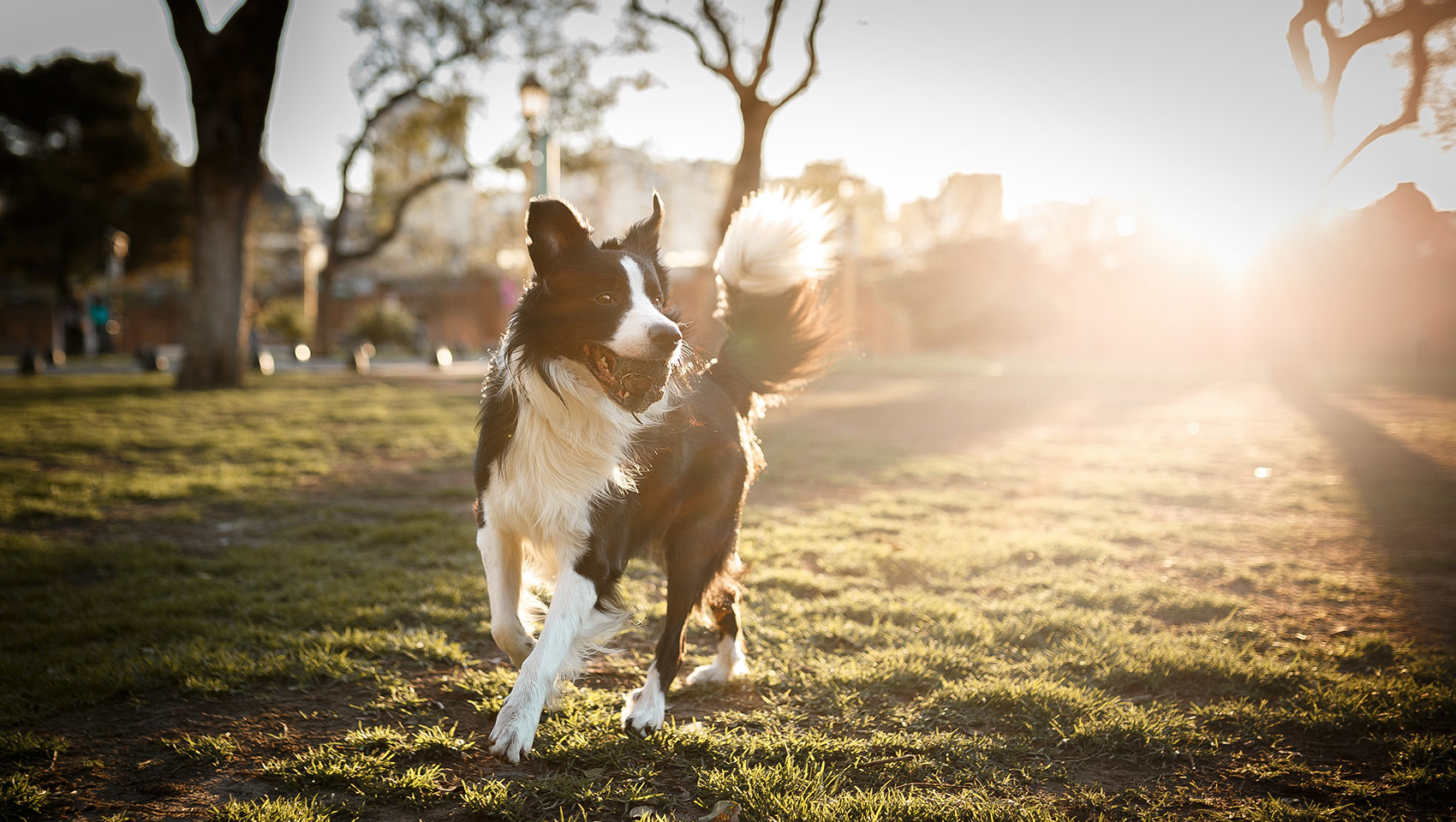 Border Collie